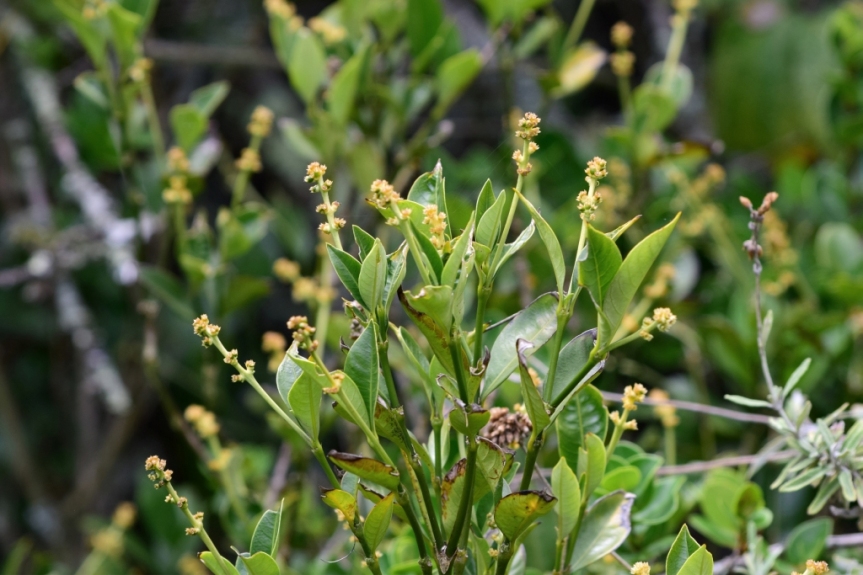 Psychotria boqueronensis - Rubiaceae