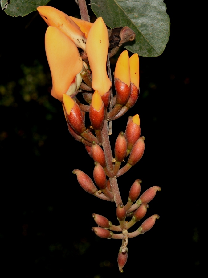 Erythrina fusca – Fabaceae