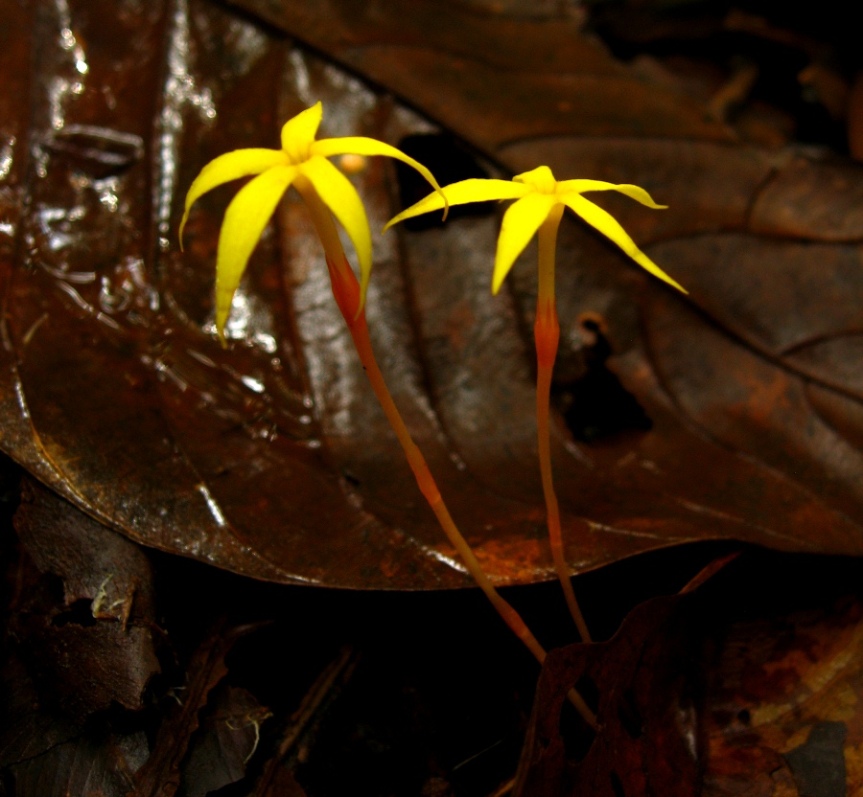Voyria flavescens – Gentianaceae