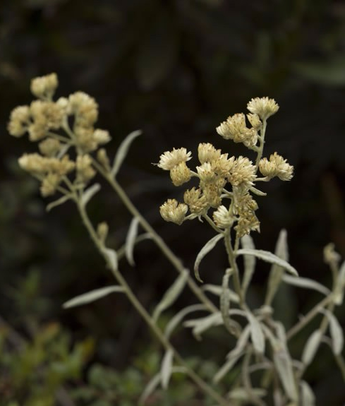 Achyrocline satureioides (Lam.) DC. – Asteraceae