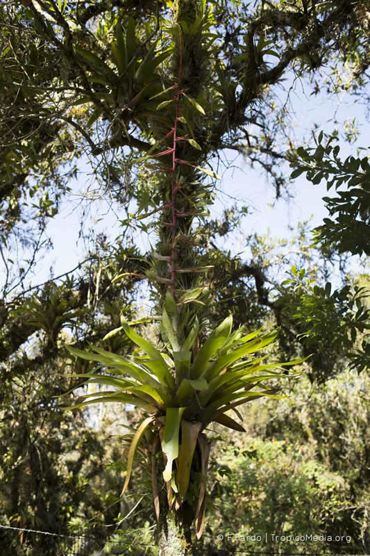 Tillandsia fendleri – Bromeliaceae