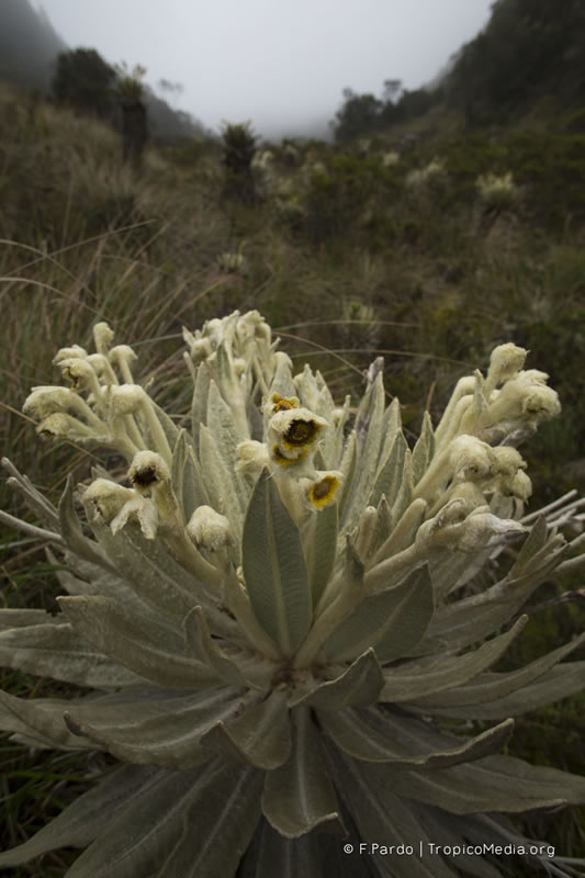 Espeletia incana Cuatrec. - Asteraceae (Endémica) (Vulnerable)