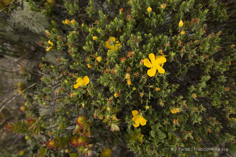 Hypericum laricifolium – Hypericaceae