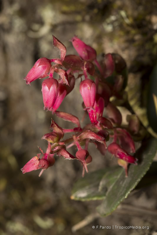 Gaultheria erecta Vent. – Ericaceae