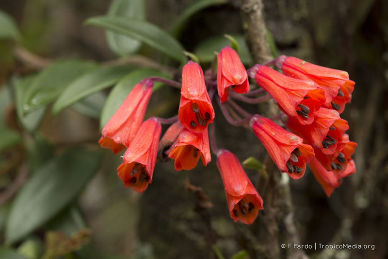 Bomarea hirsuta (Kunth) Herb. – Alstroemeriaceae