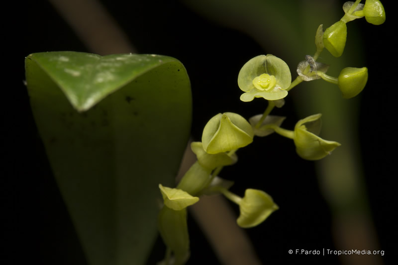 Stelis parvilabris – Orchidaceae