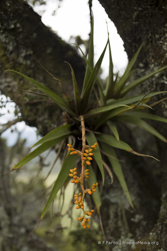 Racinaea tetrantha – Bromeliaceae