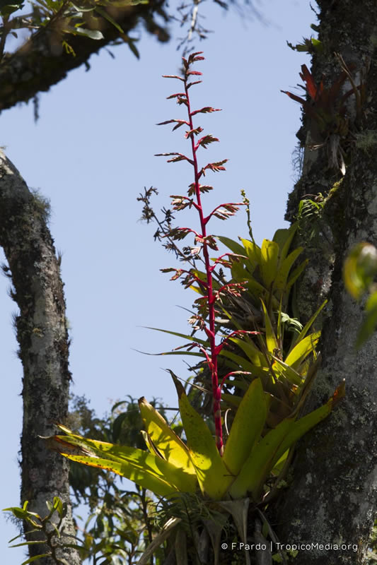 Tillandsia tovarensis – Bromeliaceae