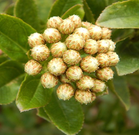 Baccharis prunifolia Kunth – Asteraceae