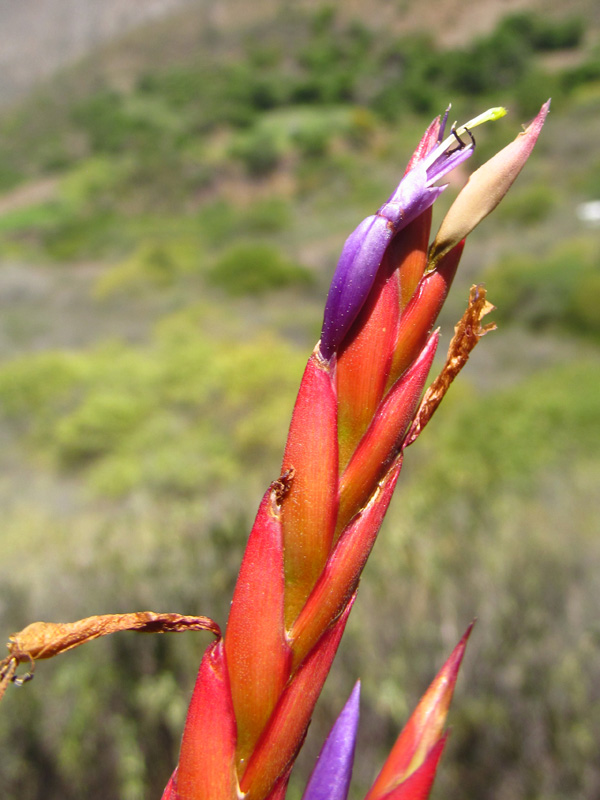 Tillandsia balbisiana – Bromeliaceae