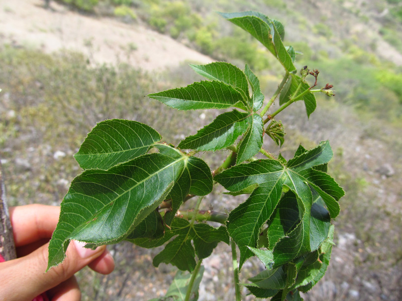 Jatropha gossypiifolia – Euphorbiaceae
