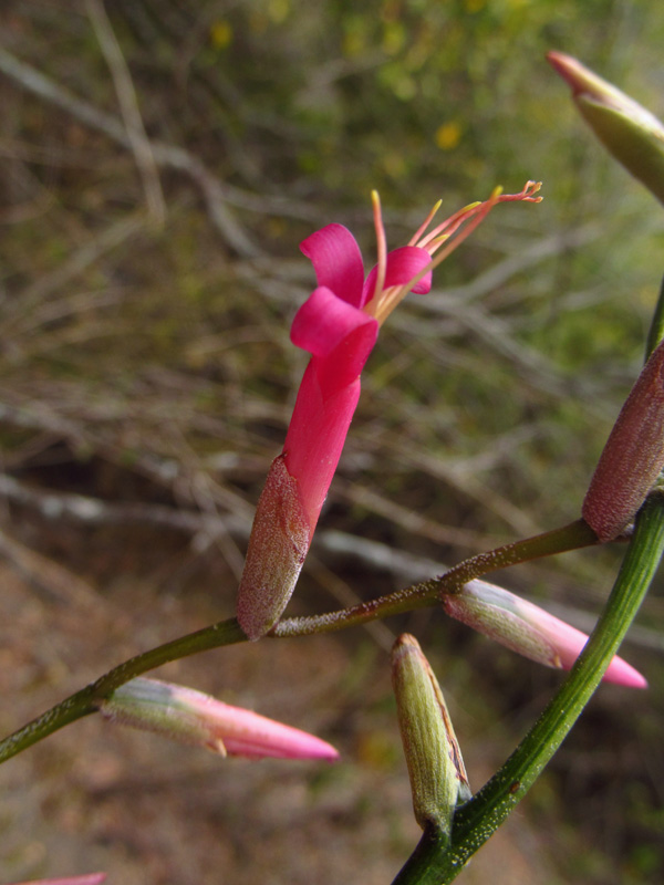Tillandsia flexuosa – Bromeliaceae