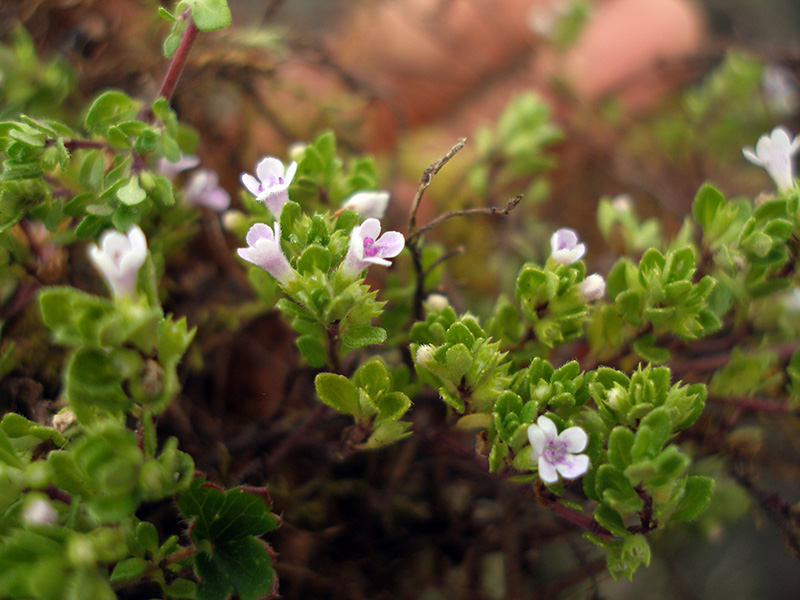 Clinopodium nubigenum – Lamiaceae
