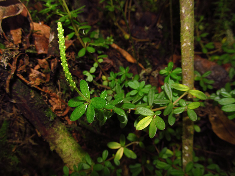 Peperomia galioides – Piperaceae