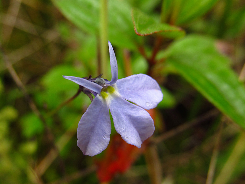 Lobelia tenera – Campanulaceae