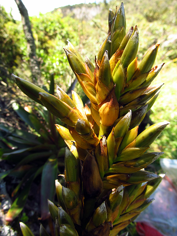 Tillandsia pastensis – Bromeliaceae
