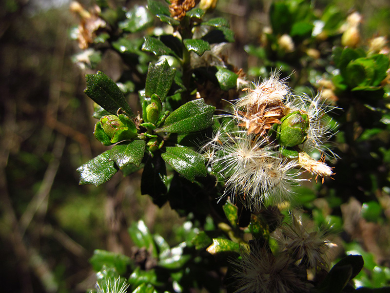 Baccharis tricuneata (L. fil.) Pers. – Asteraceae