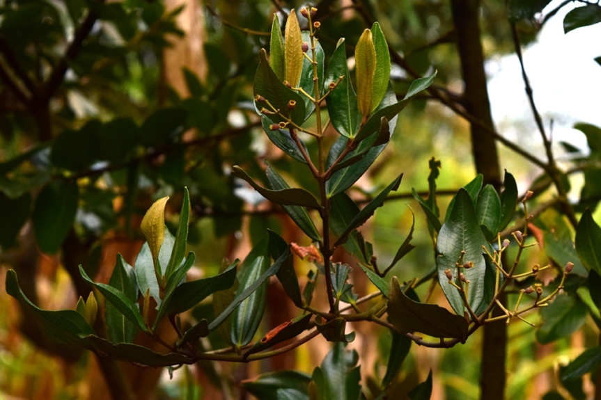 Miconia squamulosa - Melastomataceae