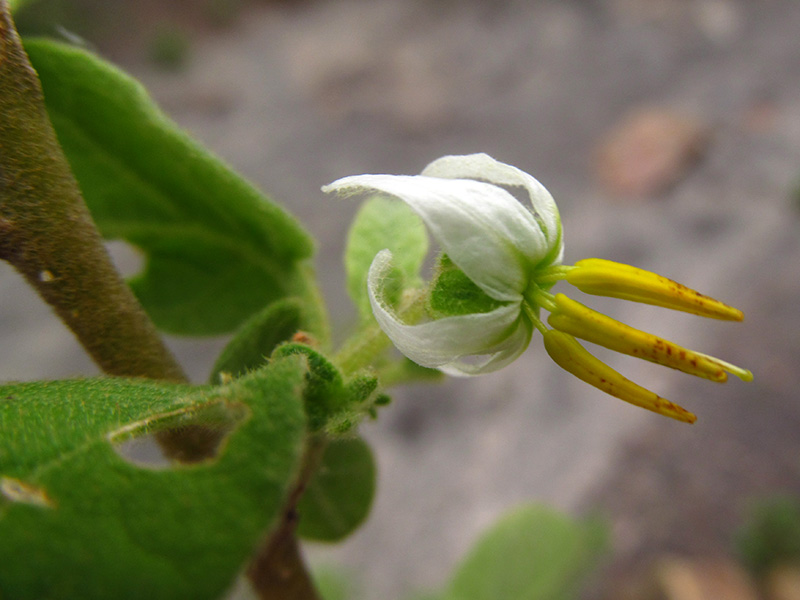 Solanum gardneri – Solanaceae