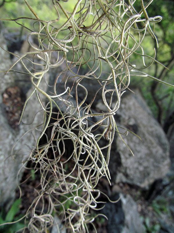 Tillandsia usneoides – Bromeliaceae