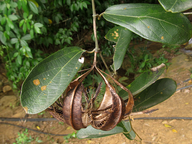 Aristolochia maxima Jacq. – Aristolochiaceae