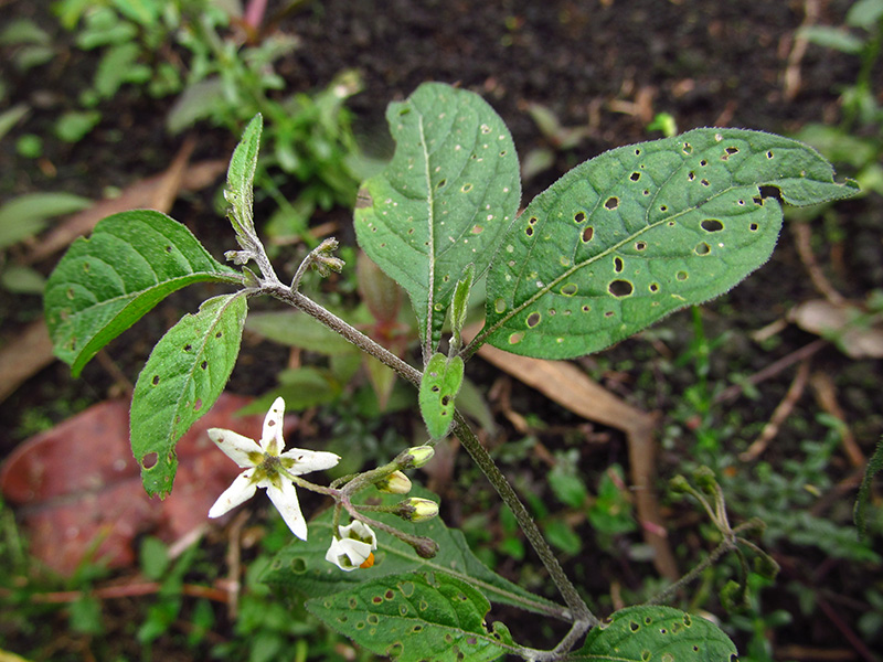 Solanum americanum – Solanaceae