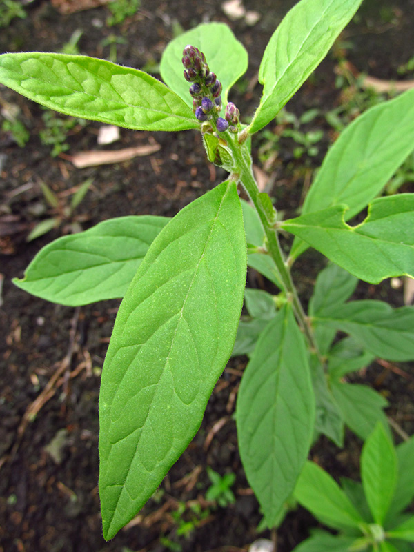 Monnina fastigiata – Polygalaceae