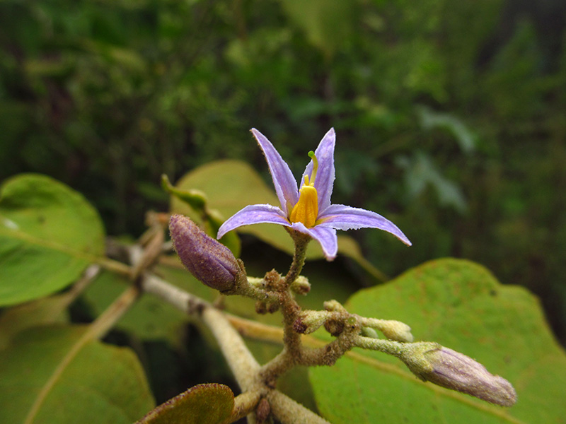 Solanum ovalifolium – Solanaceae