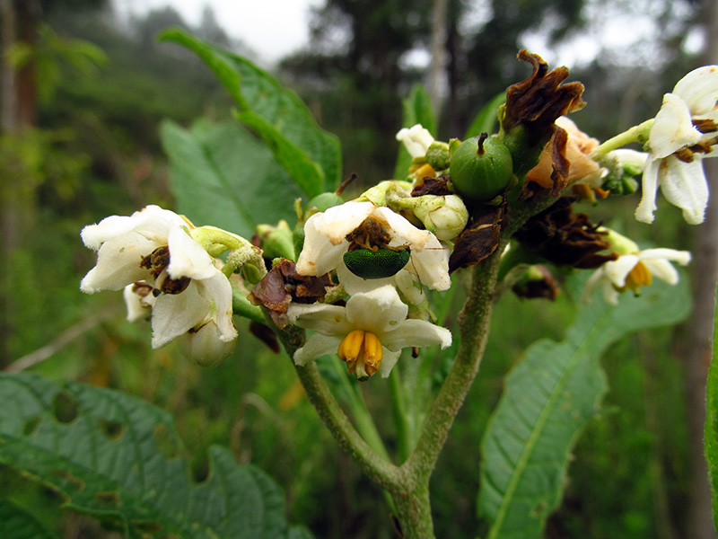 Solanum oblongifolium – Solanaceae