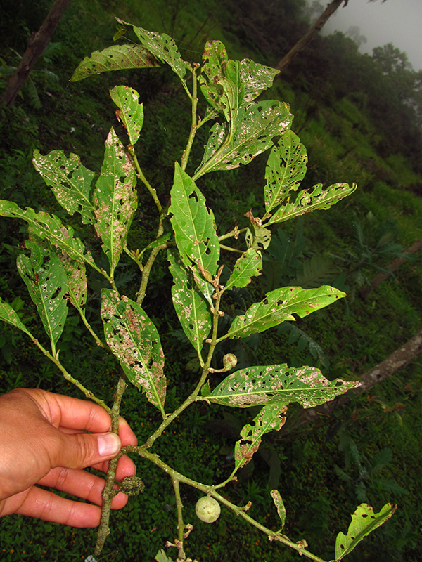 Solanum cornifolium – Solanaceae