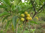 Solanum oblongifolium - Solanaceae