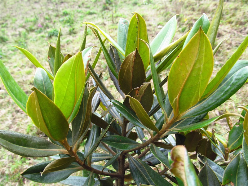 Ocotea sericea – Lauraceae
