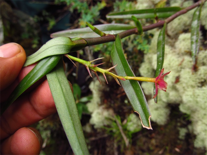 Epidendrum oxysepalum – Orchidaceae