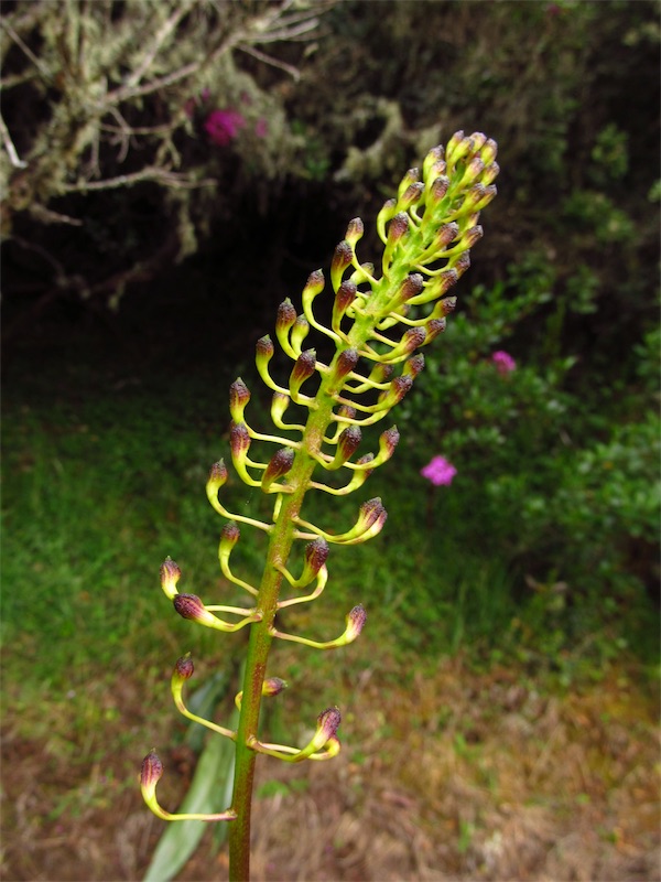 Epidendrum cylindraceum – Orchidaceae