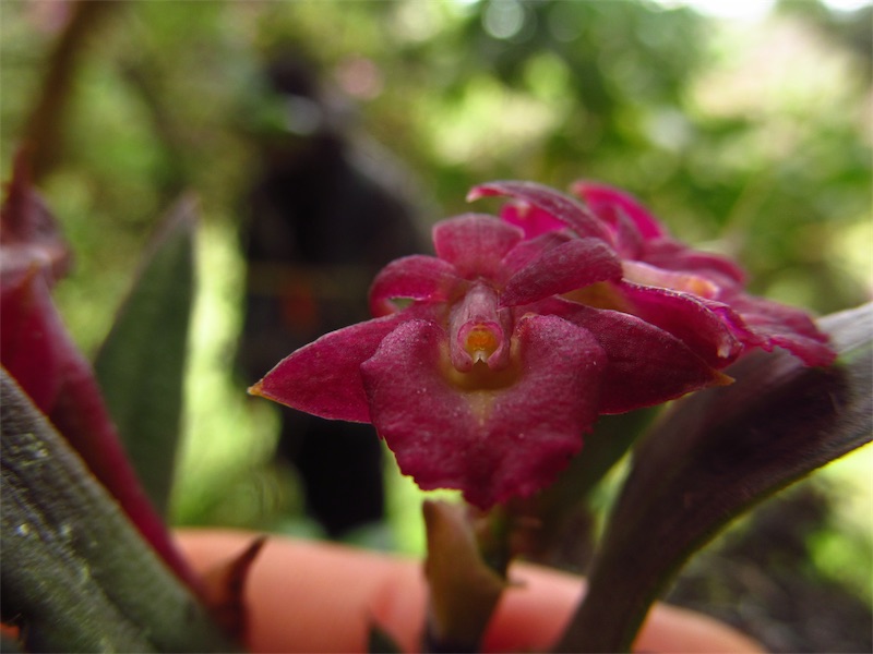 Epidendrum serpens – Orchidaceae