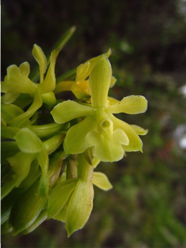 Epidendrum zipaquiranum – Orchidaceae