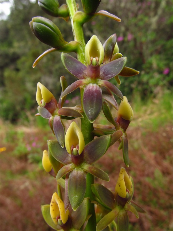 Epidendrum magnibracteum – Orchidaceae