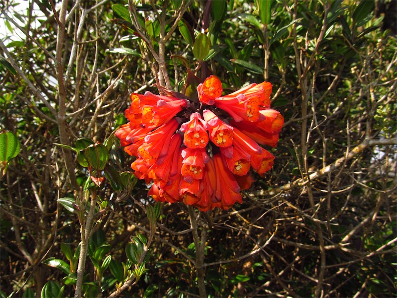 Bomarea multiflora (L.f.) Mirb. – Alstroemeriaceae