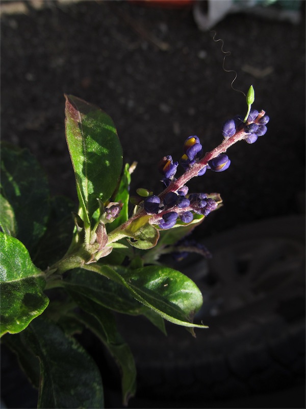 Monnina floribunda – Polygalaceae