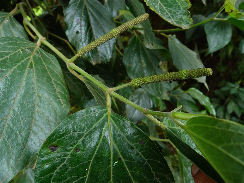 Piper bogotense – Piperaceae