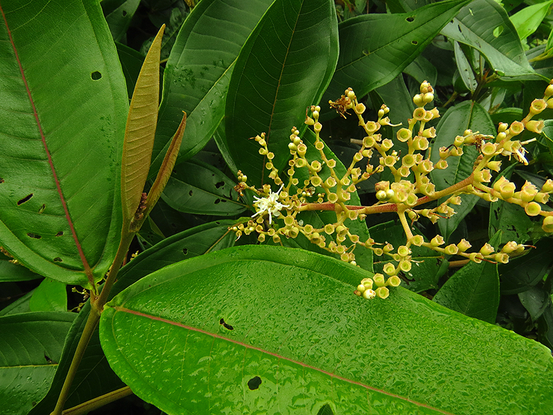 Miconia trinervia – Melastomataceae