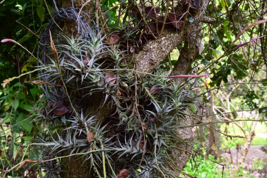 Tillandsia incarnata – Bromeliaceae