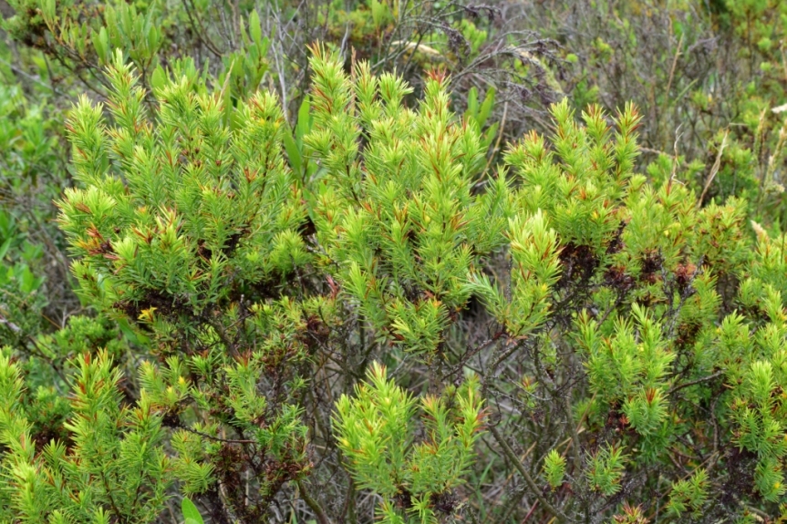 Hypericum juniperinum – Hypericaceae