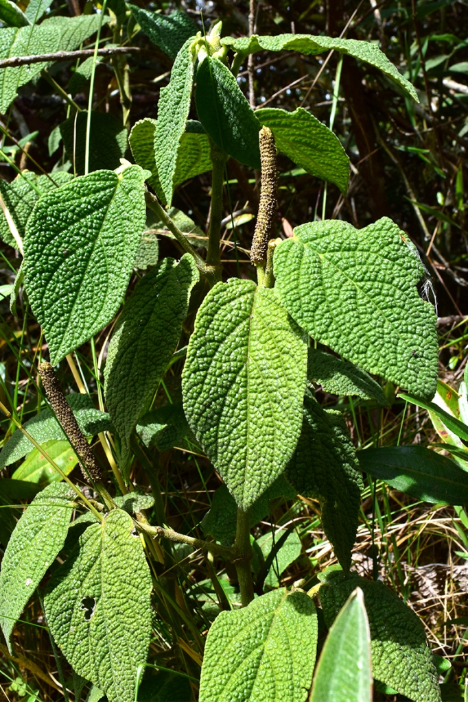 Piper artanthe – Piperaceae