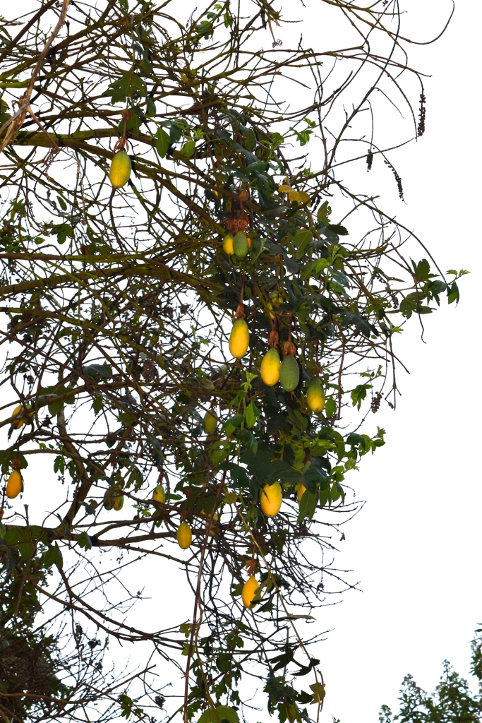 Passiflora tarminiana – Passifloraceae