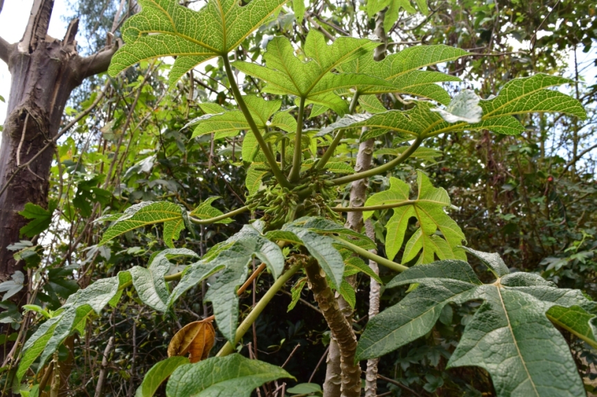 Vasconcellea pubescens - Caricaceae