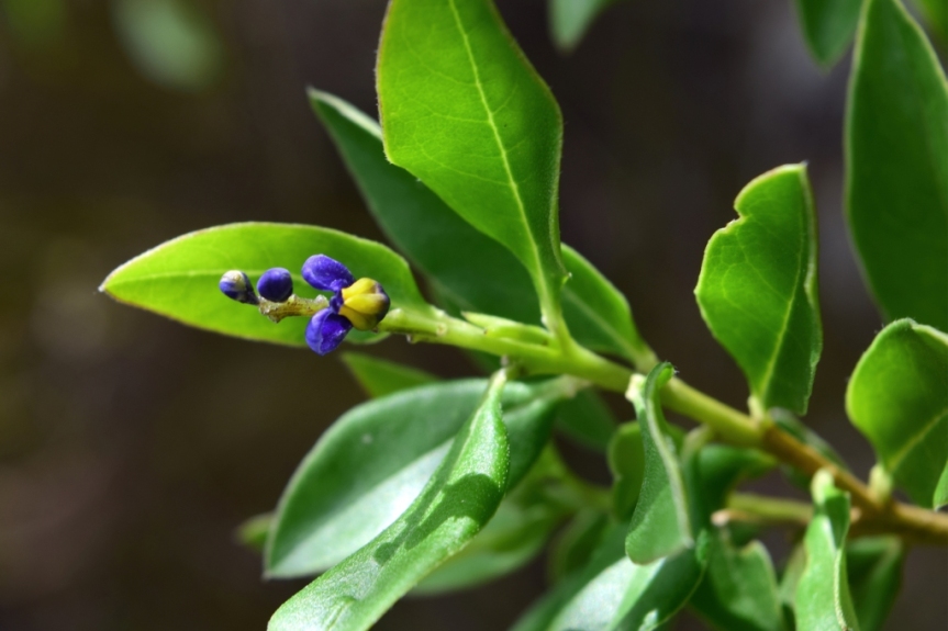 Monnina salicifolia – Polygalaceae
