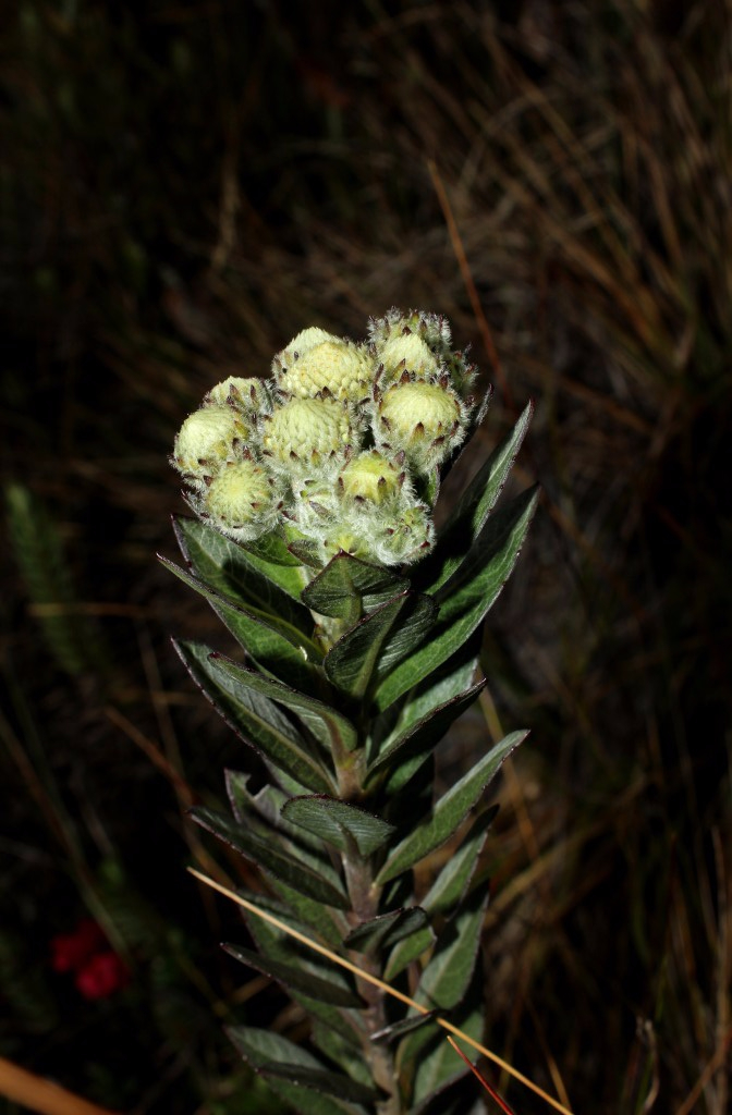 Verbesina baccharidea S.F.Blake - Asteraceae