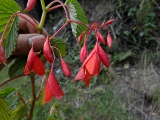 Begonia umbellata Kunth - Begoniaceae (Endémica)