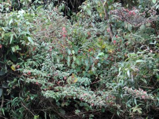Begonia umbellata Kunth - Begoniaceae (Endémica)